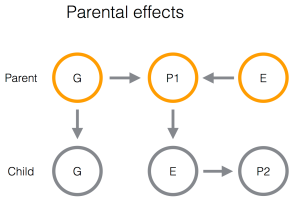 Parental effects